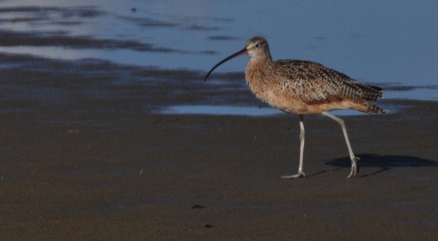 Long-billed curlew